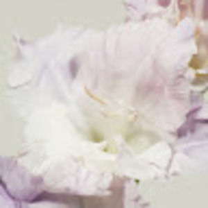 Meet your Posher, Carla